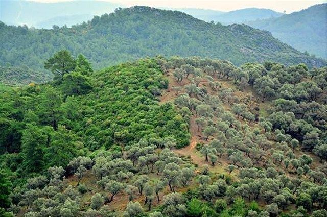 Ormanlık alanlarda kamu yararı ve zorunluluk halinde bazı tesislere izin verilecek