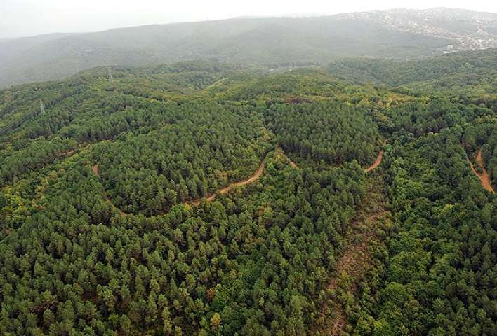 Türkiye'de Orman Varlığı Artıyor