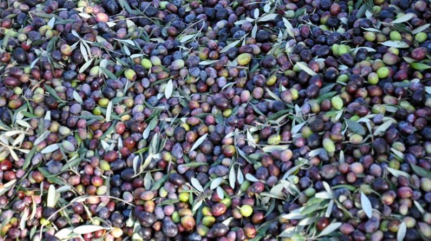 Marmabirlik, Zeytin Atığından Elektrik Üretimini AB Projesi Haline Getirecek