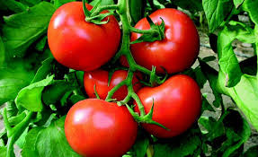 Türk Domatesi AB’ye Denetimsiz Girebilecek