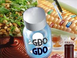 GDO Tehlikesi Deşifre Edildi