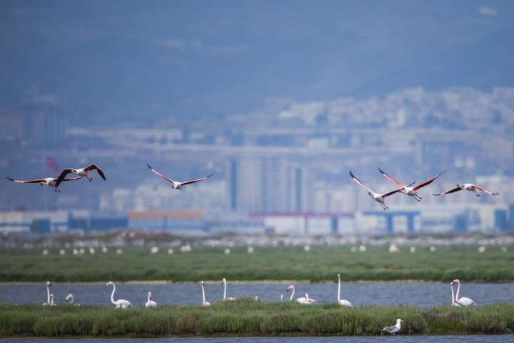 İzmir’in Gediz Deltası Türkiye’nin İlk UNESCO Dünya Doğa Mirası Olabilir