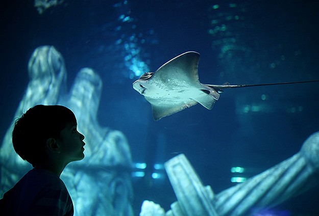 İstanbul Sea Life Akvaryumu Açıldı