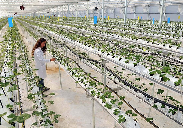 Osmanlı Çileği Avrupa Yolunda