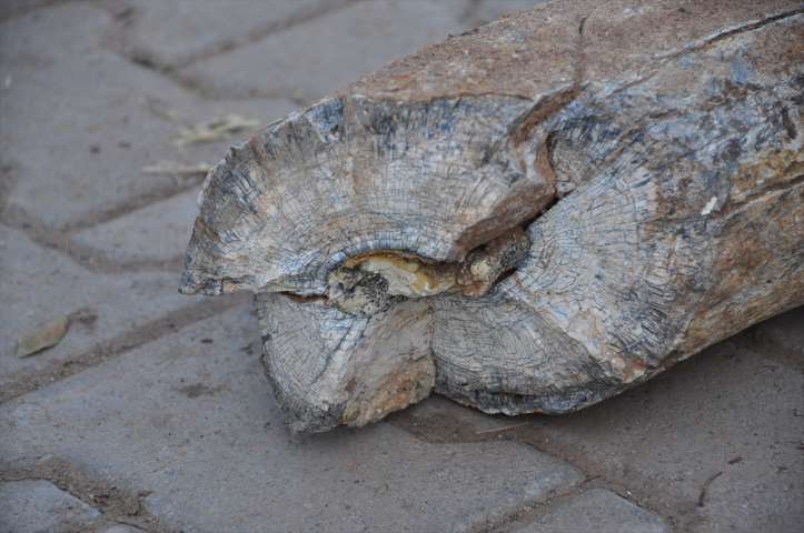 Nevşehir'de Fil Dişi Fosili Bulundu