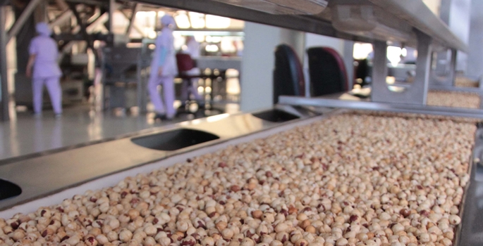 FİSKOBİRLİK, 2015 Ürünü Bin 500 Ton Fındık Aldı