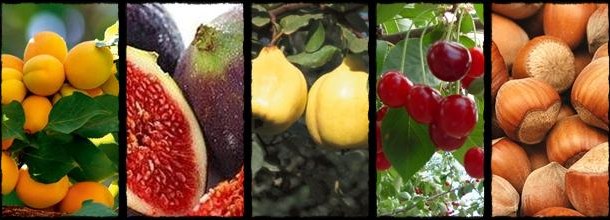 Tarımsal İhracat 10 Yılda Dünya Ortalamasını Geçti