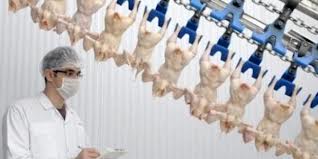 Şeker Piliç A.Ş. ''Olumlu Gelişmelerin Devam Etmesiyle Önümüzdeki Aylar İçinde Tekrar Üretime Başlamak Konusunda Gayretlerimiz Devam Edecektir''