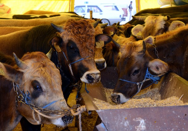 Bakanlıktan Canlı Hayvan İthalatına Yanıt