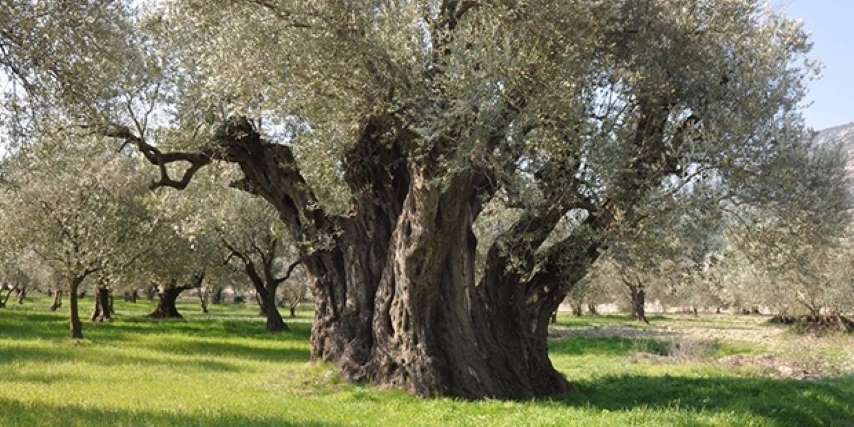 Zeytinlik Düzenlemesi Geri Çekildi