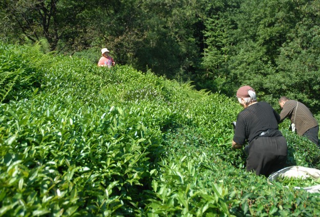 Çayda Kota Arttırıldı