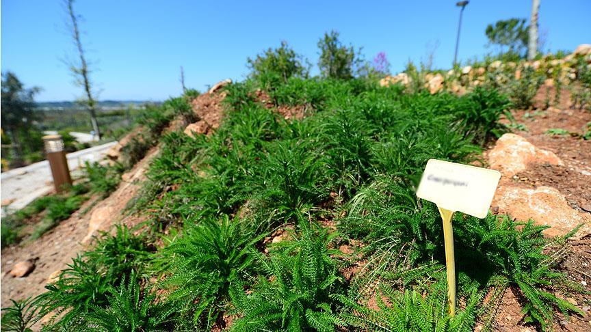 EXPO 2016 Antalya'ya 'Yağmur Ormanları Serası'