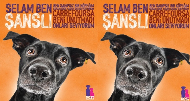 Carrefoursa’dan Sokak Hayvanları İçin "Dost Hareketi" Projesi